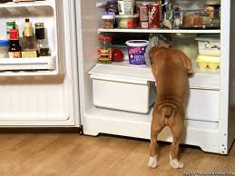 secret-eating-dog-at-fridge