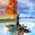 Picture of a Tree Showing All Seasons 