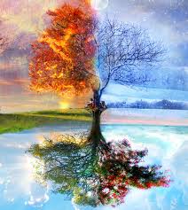 Picture of a Tree Showing All Seasons